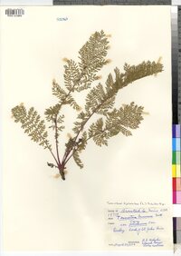 Tanacetum bipinnatum image