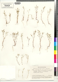 Sabulina tenuifolia image