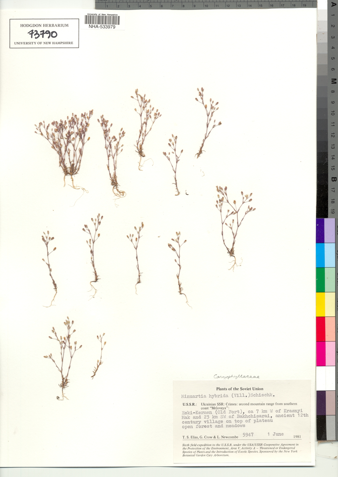Sabulina tenuifolia subsp. hybrida image