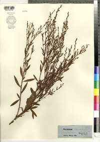 Polygonum ramosissimum image