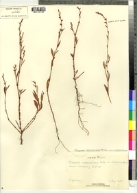 Image of Polygonum ramosissimum ssp. ramosissimum