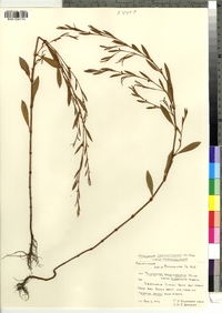 Polygonum ramosissimum ssp. ramosissimum image