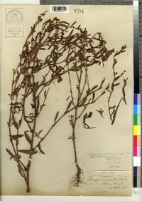 Polygonum ramosissimum ssp. ramosissimum image