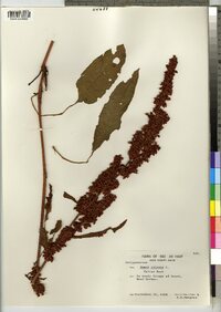 Rumex crispus image