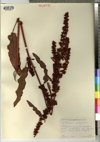 Rumex crispus image