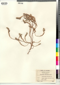 Image of Paronychia franciscana