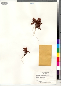 Image of Paronychia herniarioides