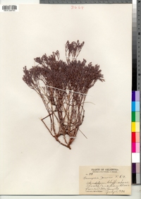 Image of Paronychia jamesii