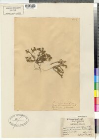 Image of Paronychia sessiliflora