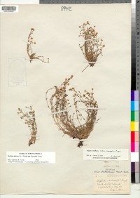 Sagina nodosa ssp. borealis image
