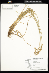 Carex silicea image