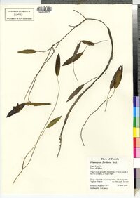 Image of Potamogeton floridanus