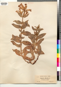 Saponaria officinalis image