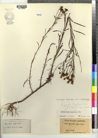 Dysodiopsis tagetoides image