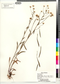 Erigeron acris ssp. politus image