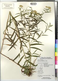 Euthamia graminifolia image