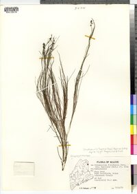 Stuckenia filiformis ssp. alpina image