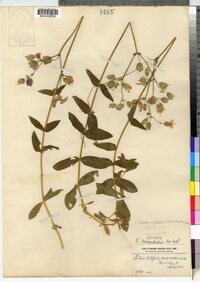 Silene vulgaris image