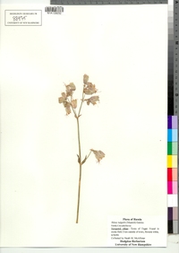 Silene vulgaris image