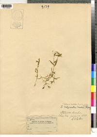 Stellaria borealis ssp. borealis image