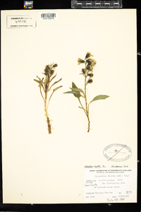 Prenanthes boottii image