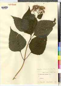 Ageratina altissima image