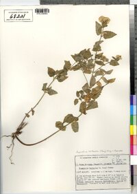 Ageratina herbacea image