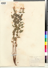 Image of Ageratina occidentalis