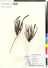 Plantago maritima var. juncoides image