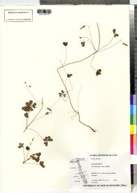 Oxalis stricta image