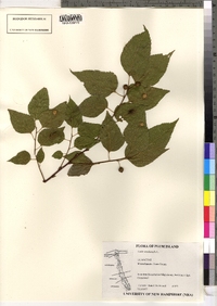 Celtis occidentalis image