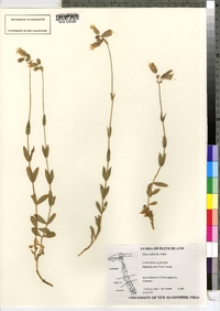 Silene vulgaris image