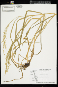 Glyceria canadensis var. laxa image