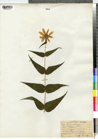 Helianthus divaricatus image