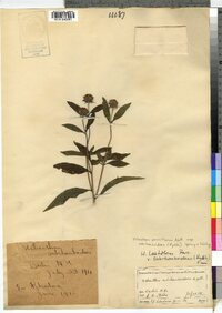 Helianthus pauciflorus ssp. subrhomboideus image
