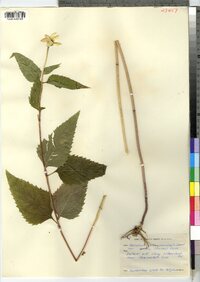 Heliopsis helianthoides var. scabra image