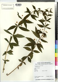 Lysimachia quadrifolia image