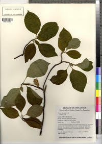 Cornus alternifolia image