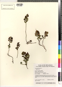 Image of Vaccinium vitus-idaea