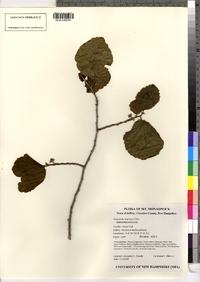 Hamamelis virginiana image