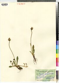 Hieracium pilosella image