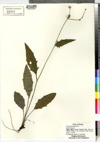 Hieracium lachenalii image