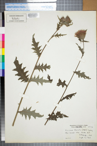 Cirsium discolor image