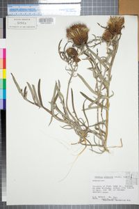 Cirsium pitcheri image