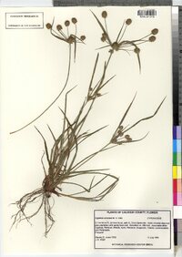 Image of Cyperus croceus