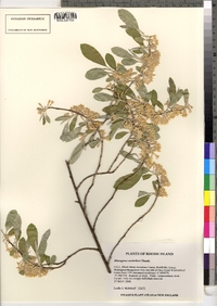 Elaeagnus umbellata image