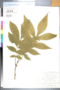 Carya cordiformis image