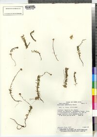 Gentiana prostrata image