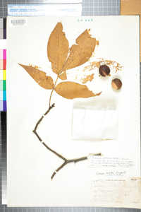 Carya glabra image