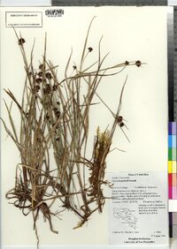 Carex bonplandii image